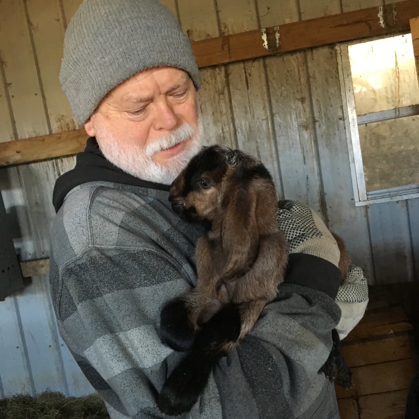 A farmer holding a young goat in a barn
