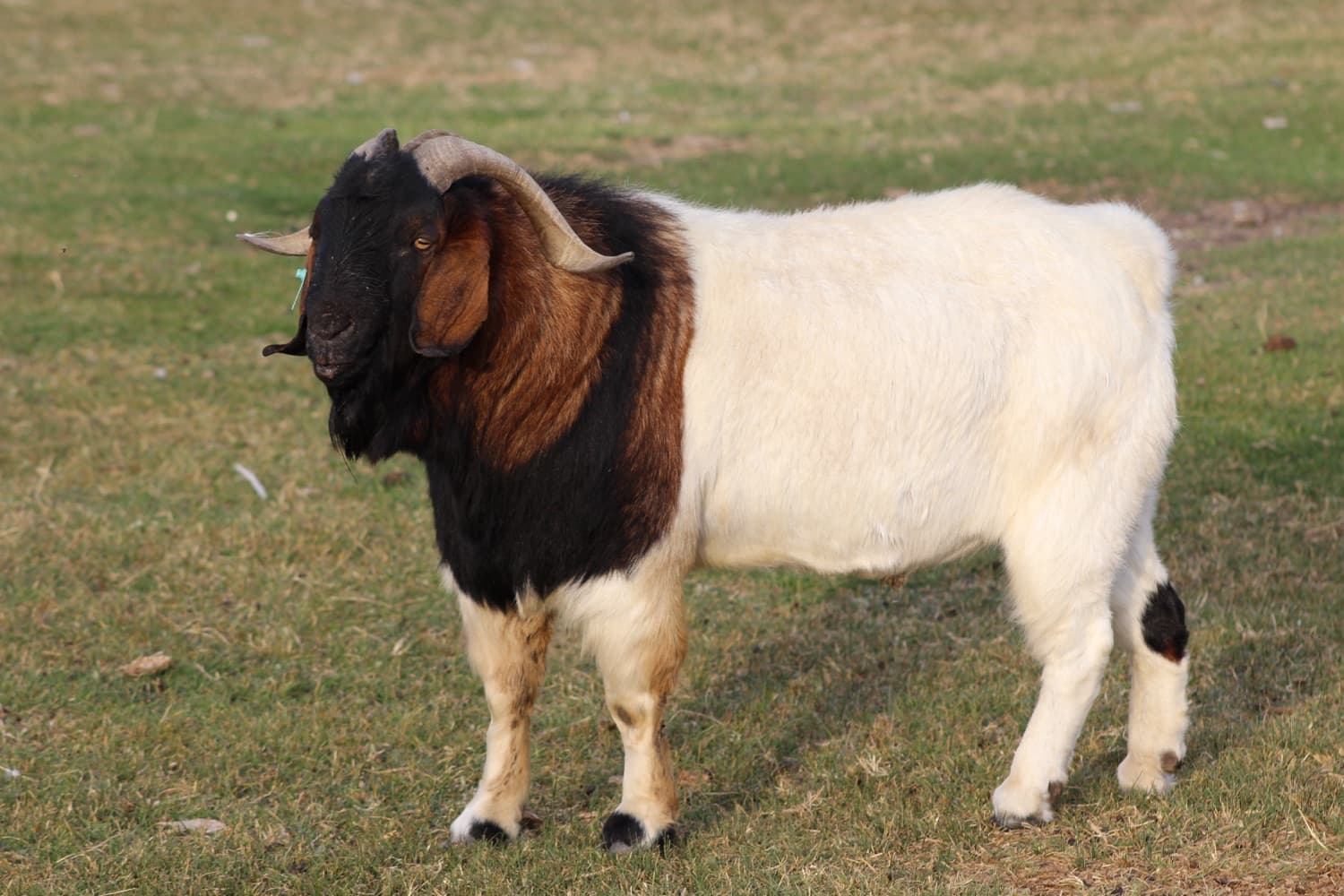 A Boer goat standing in a green South Island paddock