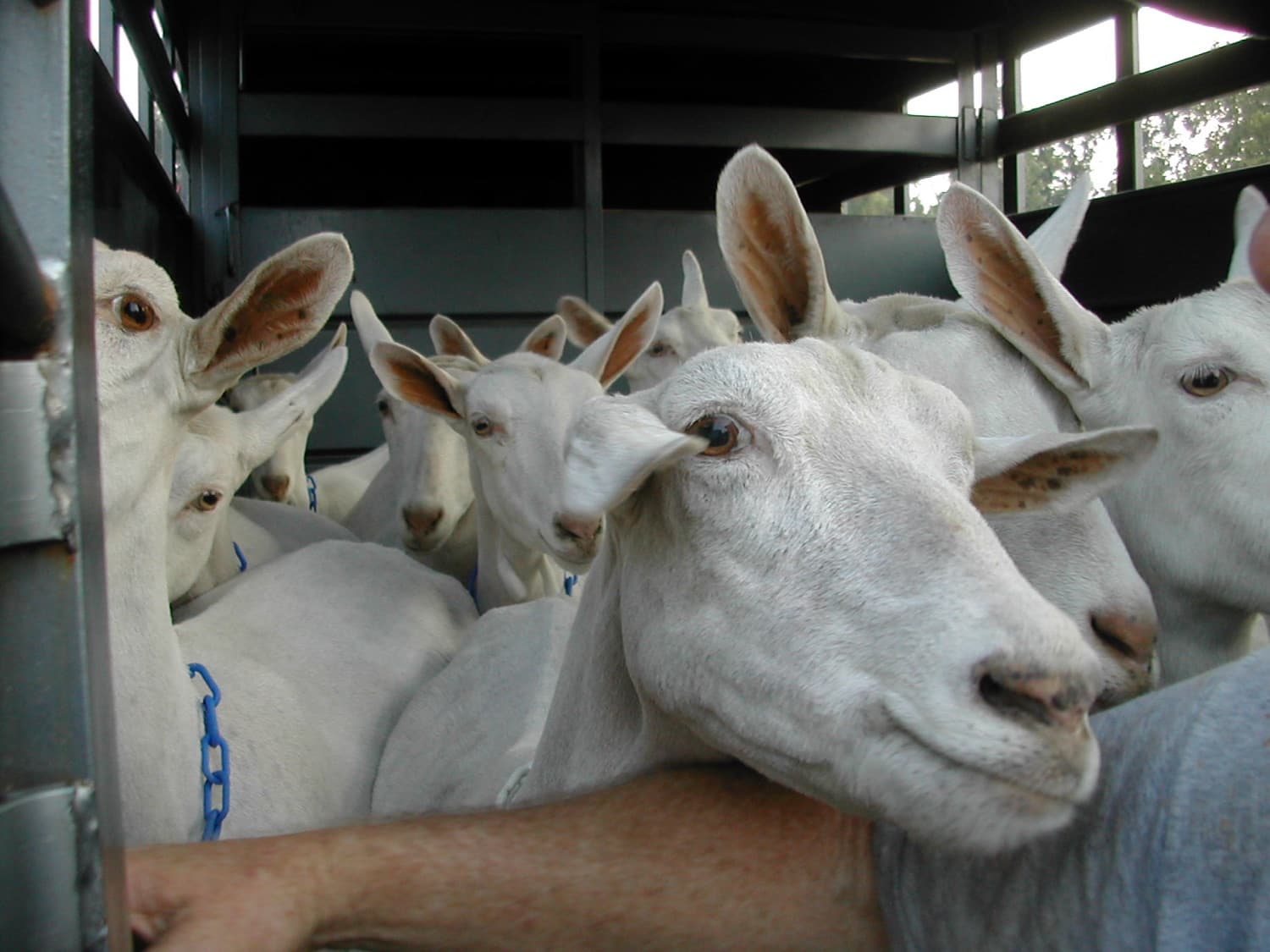 A mob of goats being loaded into a stock trailer